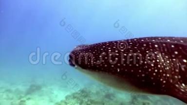 <strong>鲸鲨</strong>的巨大尺寸在水下寻找马尔代夫海底的食物。